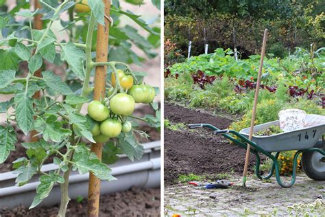 Tomaten pflanzen | Wann ist die beste Pflanzzeit? - Tomaten.de