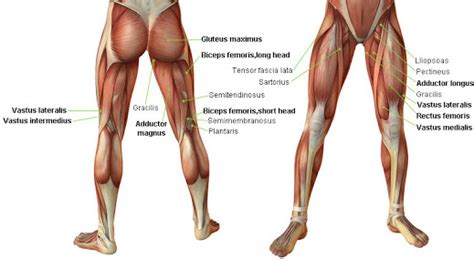 We did not find results for: Muscles of the legs & hip - TheHubEdu.com