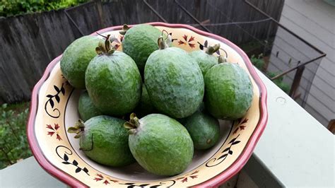 Buy and sell almost anything on gumtree classifieds. Forum: Tropical Fruit Trees Successfuly Grown In Sydney ...