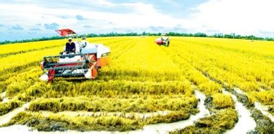 Giáo trình sâu hại cây lương thực. CÂY LƯƠNG THỰC: Trồng lúa trên cánh đồng mẫu lớn