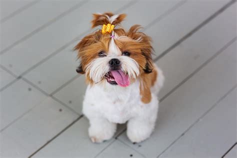 10 Shih Tzu Haircuts And Grooming Styles In 2023 With Pictures Hepper