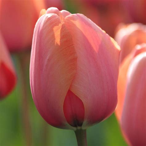 Longfield Gardens Tulip Apricot Impression Bulbs 25 Pack 11800034