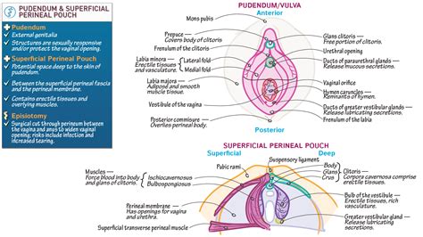 Reproductive System Pudendum And Perineum Of The Female Ditki Medical Biological Sciences