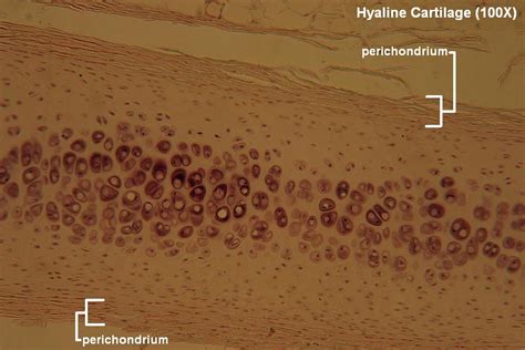 Hyaline Cartilage Tutorial Histology Atlas For Anatomy And Physiology