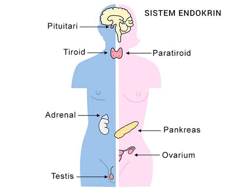 Sistem Endokrin Sistem Hormon Pada Manusia Kerajaan Biologi
