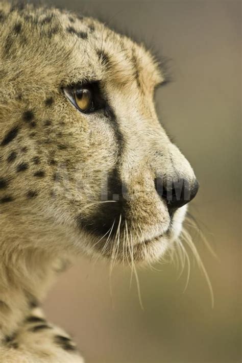 Strong Profile Image Of A Cheetah Looking Rather Sad Pet Portraits