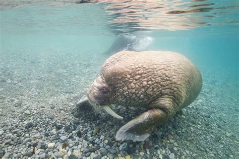 Top 8 Facts About Walruses