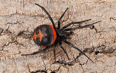 Top 5 Most Deadly Spiders Unveiling The Menacing Arachnids Socengineers