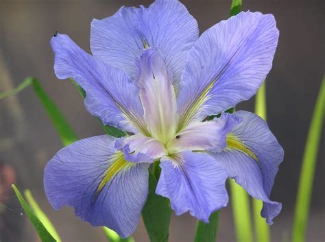 Everything You Need To Know About The Louisiana Iris Merebrook Pond