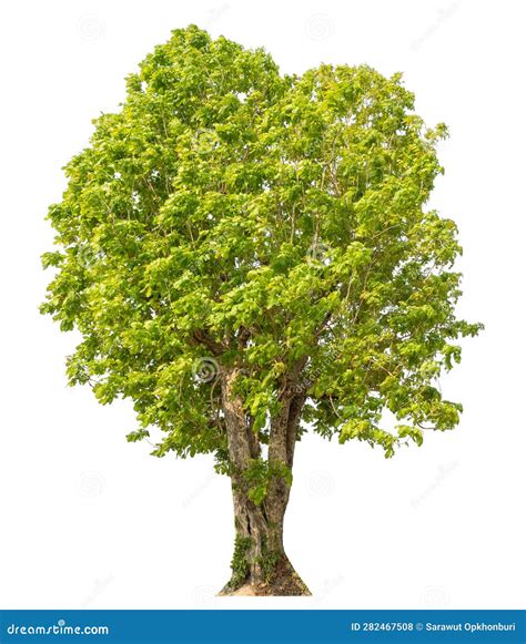 Single Tree With Clipping Path And Alpha Channel Stock Photo Image