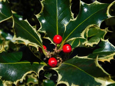 Hulst in zeeland nederland leeft letterlijk iedere dag, en dit sinds dat de horeca terug open is trekt de stad zowel in de week als het weekend tal van. Aanbieding: Hulst Ilex Aquifolium | Huismerk met korting