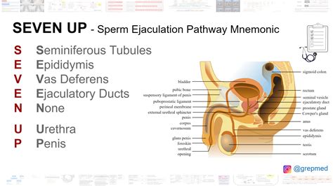 SEVEN UP Mnemonic Sperm Ejaculation Pathway S GrepMed