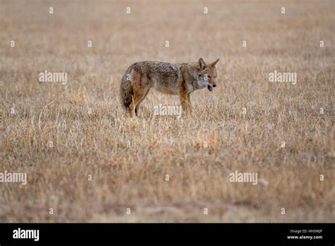 New Mexico Coyote Hi Res Stock Photography And Images Alamy