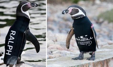 Bald Penguin Needs Custom Wetsuit To Keep Warm After Losing Feathers