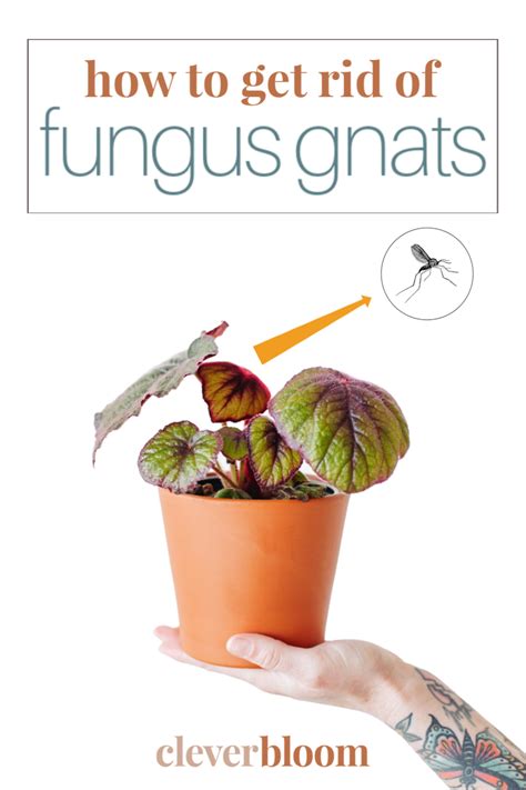 How To Get Rid Of Fungus Gnats In Houseplants House Plant Care