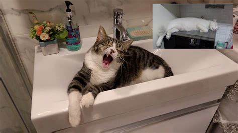 Where Is The Most Comfortable Place For Cats To Sleep Inside The Sink