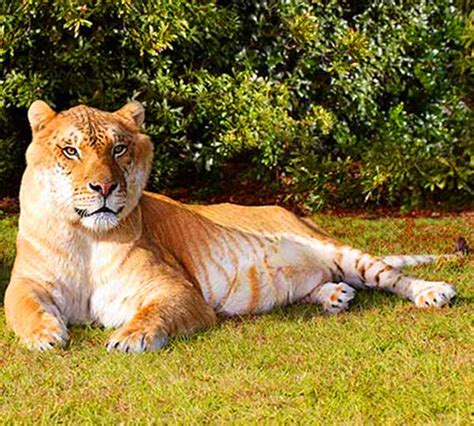 Hercules The Liger Facts