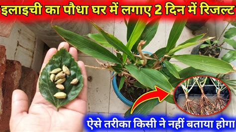 इलायची का पौधा घर मे लगाने का सब से सही तरीका How To Grow Elaichi At