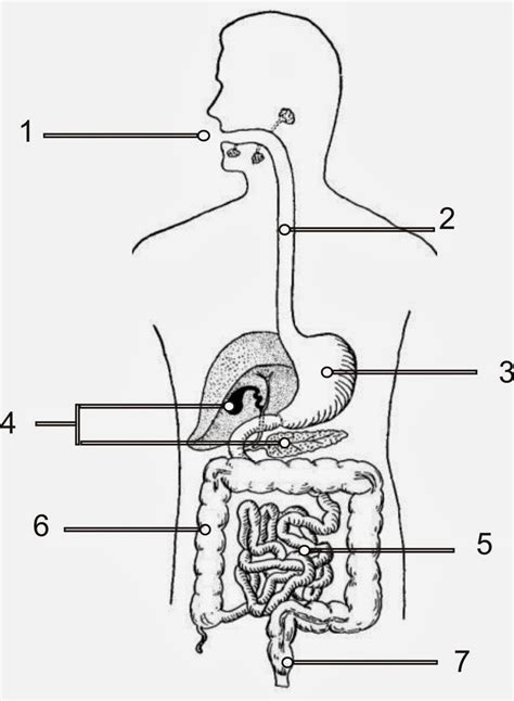 El Sistema Digestivo Humano Dibujo Kulturaupice