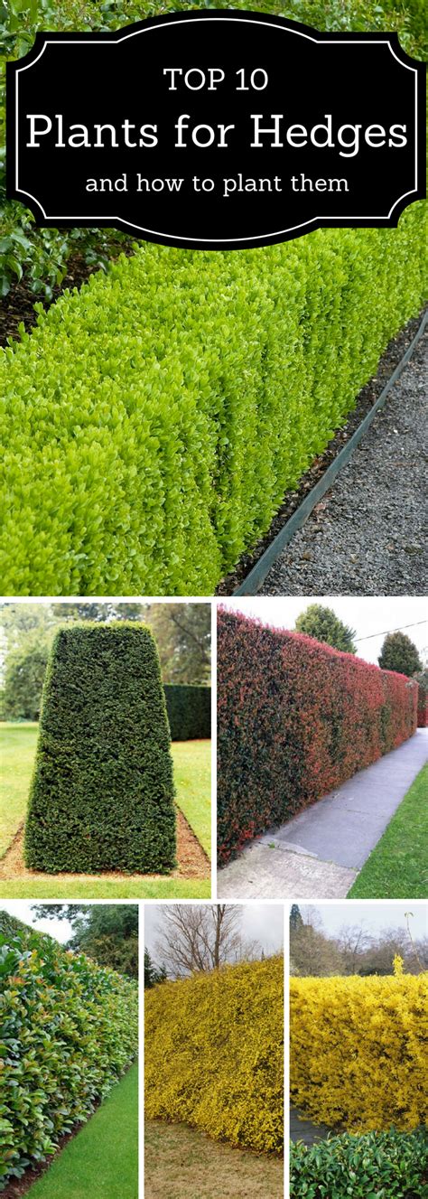 They provide steady growth and literally plug the gaps. TOP 10 Best Plants for Hedges and How to Plant Them ...