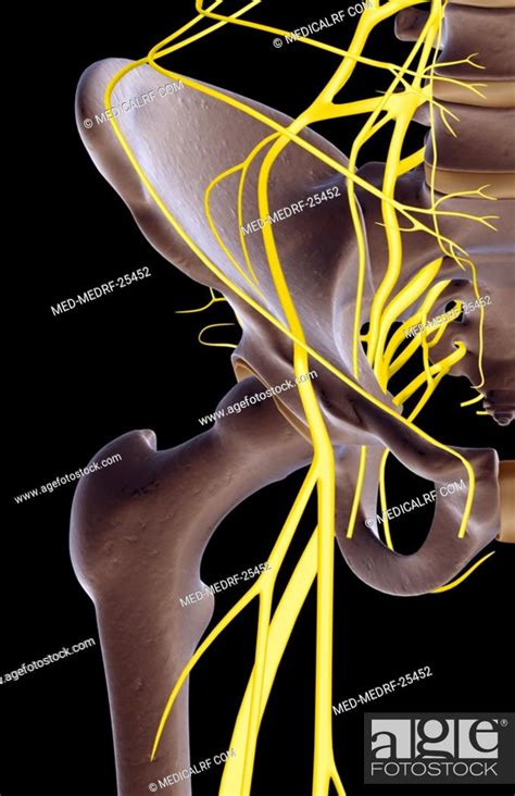 The Nerves Of The Hip Stock Photo Picture And Royalty Free Image Pic