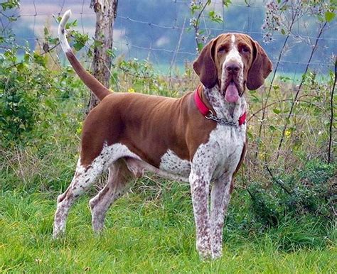 These breed are lovable, great companion but stubborn as well. Dog breeds: Bracco Italiano dog temperament and ...