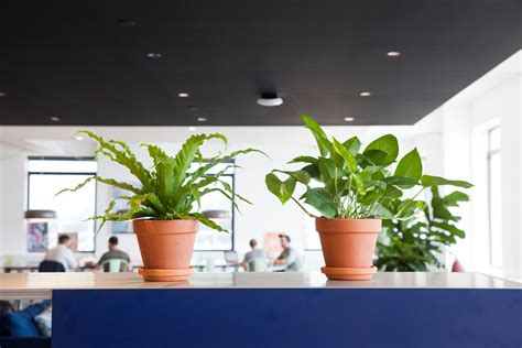 How To Choose The Best Office Plant For Your Work Space Architectural