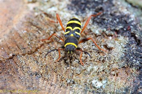 wasp beetle photo wp25515