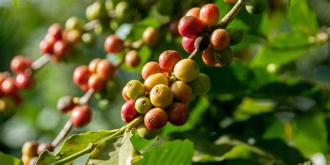 Get it as soon as wed, apr 7. How Is Coffee Harvested? (From Plant To Bean And ...