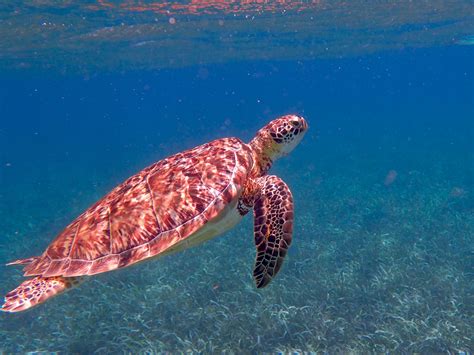 free images water nature ocean underwater tropical sea turtle reptile coral reef