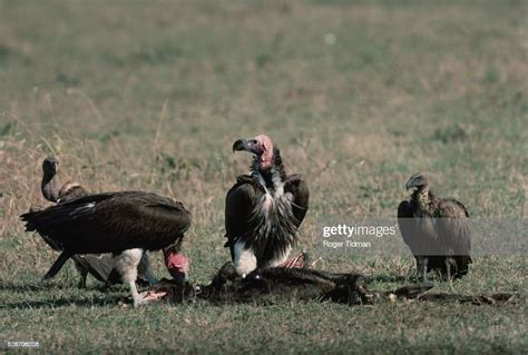 Vultures Over A Carcass Stock Photo Getty Images