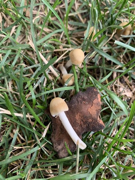 Hey Guys Any Chance You Know What These Mushrooms In My Lawn Are