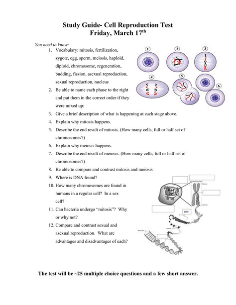 Because even small segments of chromosomes. Chapter 11 Cell Reproduction Worksheet Answers