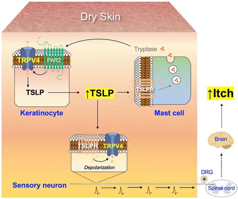 Frontiers Cutaneous Neuroimmune Interactions Of Tslp And Trpv4 Play