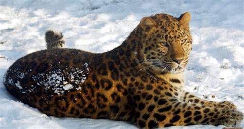 Save The Wildlife Critically Endangered Amur Leopards