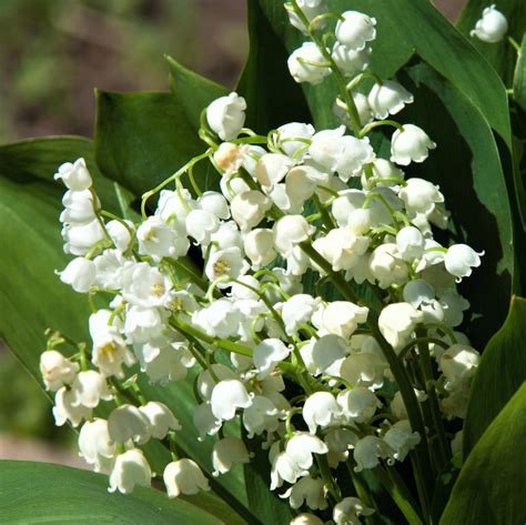 Lily Of The Valley Pips 24 Flowering Lily Of The Valley Bulbs Easy To Grow Bulbs
