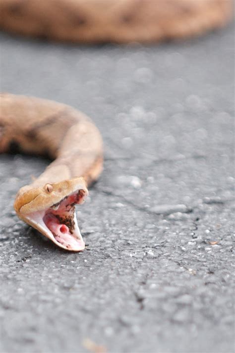 Copperhead Snake Visits The Nc Studio Sunspots Productions Blog