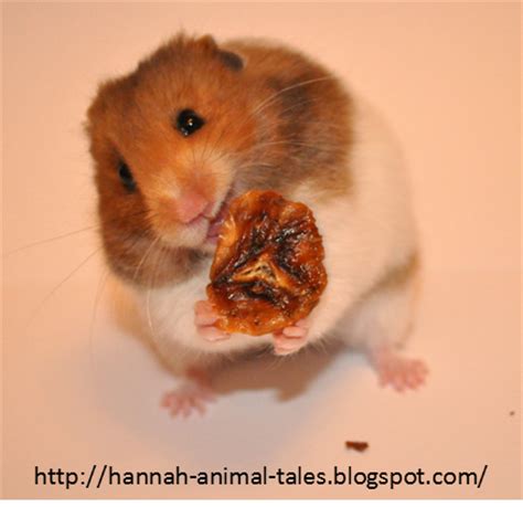 Bananas are on the list of hamster approved foods. Animal Tails :): Can hamsters eat banana?
