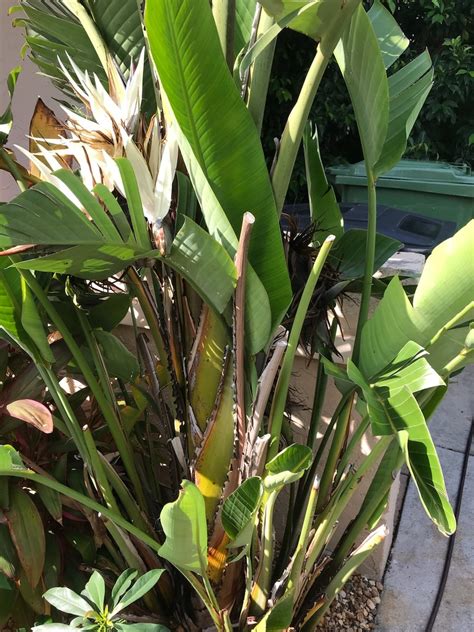 Dwarf White Bird Of Paradise Blooming At Last Tropical Looking Plants