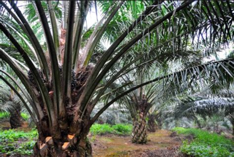 English download a contact details: UK supermarket chain Iceland wrongfully discriminates palm ...