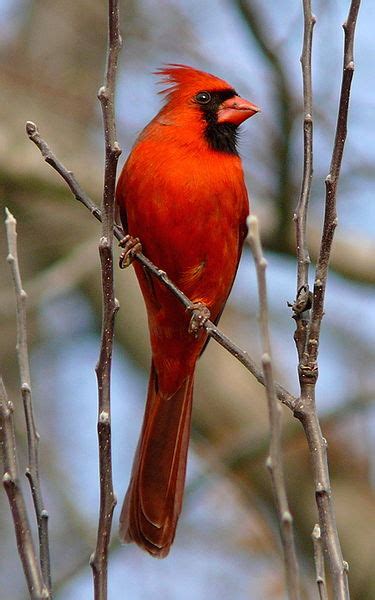 Bird Of The Month The Northern Cardinal The Toast