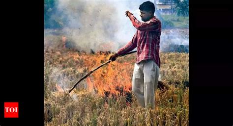 don t burn stubble use as cattle fodder to curb pollution up govt lucknow news times of india