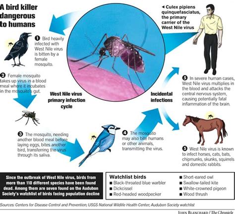 Health Migration Of A Virus West Nile Makes Early Appearance In State Virus Expected To