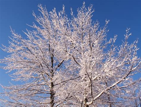 Snow Covered Tree Free Stock Photos Rgbstock Free Stock Images