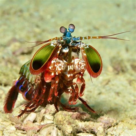 Peacock Mantis Shrimp Rock N Critters