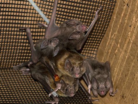 The First Look At How Rabies Affects Vampire Bat Social Behavior