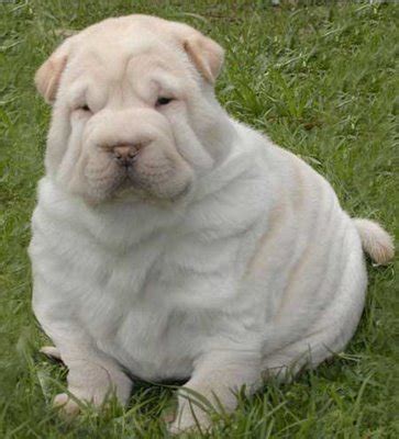 Here are 10 super cute pictures of chubby. Cute Fat Puppy With Quotes. QuotesGram