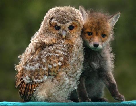 Unlikely Animal Friends Pictures Pics Uk Unlikely