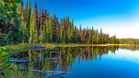 Download Wallpaper 1366x768 Lake Forest Trees