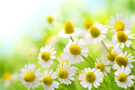 Chamomile Flowers Stock Photo Image Of Spring Rural 31345738